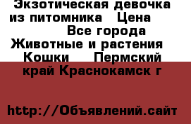 Экзотическая девочка из питомника › Цена ­ 25 000 - Все города Животные и растения » Кошки   . Пермский край,Краснокамск г.